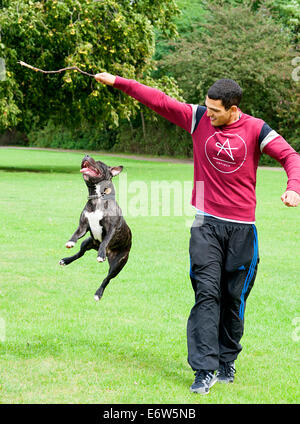 Staffie staffy Hund spielt mit einem jungen Mann und einen Stock auf der Wiese in einem Park in London. Stockfoto