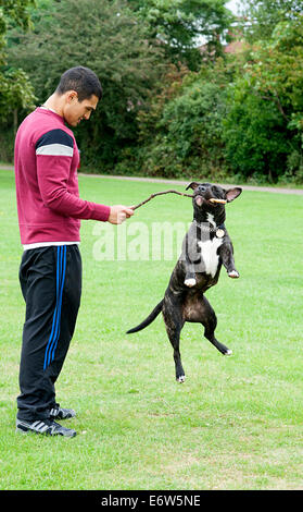 Staffie staffy Hund spielt mit einem jungen Mann und einen Stock auf der Wiese in einem Park in London. Stockfoto