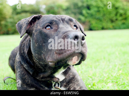 Schöne englische Staffordshire Bullterrier ruht in einem Park in London. Stockfoto