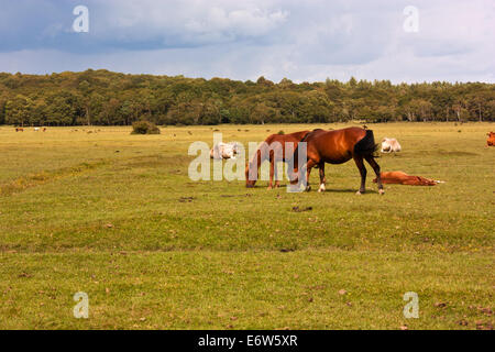 New Forest Ponys grasen auf dem Lande in Brockenhurst Stockfoto