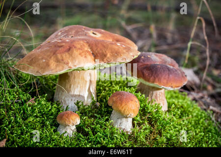 Großen Steinpilzen Pilze auf Moos im Wald Stockfoto