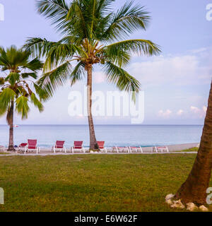 Kokospalmen in der Karibik auf St. Croix, U.s. Virgin Islands zeigt Rasen Strand und ruhigem Wasser. US Virgin Islands, USVI, U.S.V.I. Stockfoto