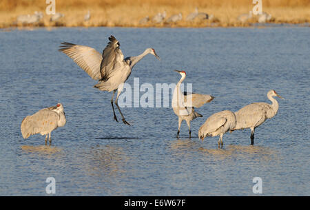 Kraniche im stehen und fliegen über dem Wasser bei Bosque Del Apache National Wildlife Reserve, New-Mexico-USA Stockfoto