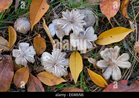 Steinpilze Pilze verschlechtert sich in Laubstreu, Waldboden, Herbst, im Osten der USA Stockfoto