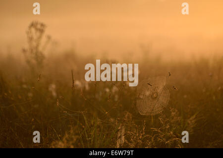 Nebligen Sonnenaufgang in Bushy Park, London, UK Stockfoto