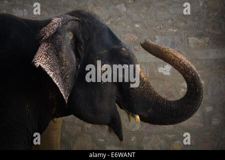 Jaipur, Indien. 31. August 2014. Ein Elefant liegt im Tierheim im Elephant Village in der Nähe von Jaipur, Rajasthan Indien, 31. August 2014. Elefanten gelten als heilige Tiere in Indien, denn sie weithin als Transport-Werkzeuge seit der Antike verwendet wurden. Ganesh Chaturthi Festival feiert man in Indien als der Geburtstag der elefantenköpfige hinduistische Gott Ganesha, die weit von den Hindus als Gott der Weisheit, Wohlstand und Glück verehrt wird. Elefanten in Indien dienen heute hauptsächlich für touristische Attraktion. Bildnachweis: Xinhua/Alamy Live-Nachrichten Stockfoto