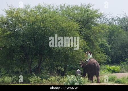 Jaipur, Indien. 31. August 2014. Toursits Reiten auf einem Elefanten im Elephant Village in der Nähe von Jaipur, Rajasthan Indien, 31. August 2014. Elefanten gelten als heilige Tiere in Indien, denn sie weithin als Transport-Werkzeuge seit der Antike verwendet wurden. Ganesh Chaturthi Festival feiert man in Indien als der Geburtstag der elefantenköpfige hinduistische Gott Ganesha, die weit von den Hindus als Gott der Weisheit, Wohlstand und Glück verehrt wird. Elefanten in Indien dienen heute hauptsächlich für touristische Attraktion. Bildnachweis: Xinhua/Alamy Live-Nachrichten Stockfoto