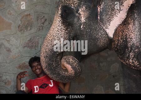 Jaipur, Indien. 31. August 2014. Ein Mann spielt mit einem Elefanten im Elephant Village in der Nähe von Jaipur, Rajasthan Indien, 31. August 2014. Elefanten gelten als heilige Tiere in Indien, denn sie weithin als Transport-Werkzeuge seit der Antike verwendet wurden. Ganesh Chaturthi Festival feiert man in Indien als der Geburtstag der elefantenköpfige hinduistische Gott Ganesha, die weit von den Hindus als Gott der Weisheit, Wohlstand und Glück verehrt wird. Elefanten in Indien dienen heute hauptsächlich für touristische Attraktion. Bildnachweis: Xinhua/Alamy Live-Nachrichten Stockfoto