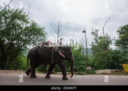 Jaipur, Indien. 31. August 2014. Ein Mann reitet auf einem Elefanten in einer Straße von Jaipur, Rajasthan Indien, 31. August 2014. Elefanten gelten als heilige Tiere in Indien, denn sie weithin als Transport-Werkzeuge seit der Antike verwendet wurden. Ganesh Chaturthi Festival feiert man in Indien als der Geburtstag der elefantenköpfige hinduistische Gott Ganesha, die weit von den Hindus als Gott der Weisheit, Wohlstand und Glück verehrt wird. Elefanten in Indien dienen heute hauptsächlich für touristische Attraktion. Bildnachweis: Xinhua/Alamy Live-Nachrichten Stockfoto