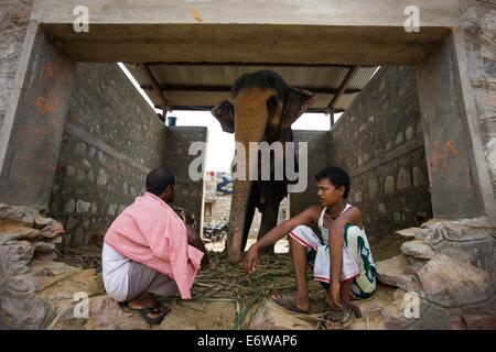 Jaipur, Indien. 31. August 2014. Menschen ruhen auf einem Elefanten Tierheim im Elephant Village in der Nähe von Jaipur, Rajasthan Indien, 31. August 2014. Elefanten gelten als heilige Tiere in Indien, denn sie weithin als Transport-Werkzeuge seit der Antike verwendet wurden. Ganesh Chaturthi Festival feiert man in Indien als der Geburtstag der elefantenköpfige hinduistische Gott Ganesha, die weit von den Hindus als Gott der Weisheit, Wohlstand und Glück verehrt wird. Elefanten in Indien dienen heute hauptsächlich für touristische Attraktion. Bildnachweis: Xinhua/Alamy Live-Nachrichten Stockfoto