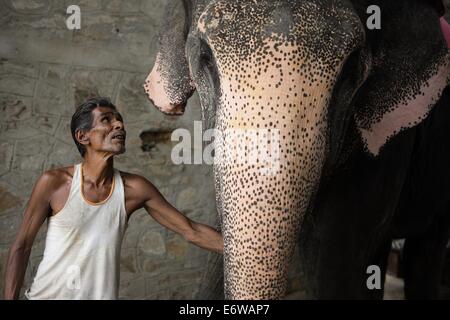 Jaipur, Indien. 31. August 2014. Ein Mann berührt ein Elefant im Elephant Village in der Nähe von Jaipur, Rajasthan Indien, 31. August 2014. Elefanten gelten als heilige Tiere in Indien, denn sie weithin als Transport-Werkzeuge seit der Antike verwendet wurden. Ganesh Chaturthi Festival feiert man in Indien als der Geburtstag der elefantenköpfige hinduistische Gott Ganesha, die weit von den Hindus als Gott der Weisheit, Wohlstand und Glück verehrt wird. Elefanten in Indien dienen heute hauptsächlich für touristische Attraktion. Bildnachweis: Xinhua/Alamy Live-Nachrichten Stockfoto