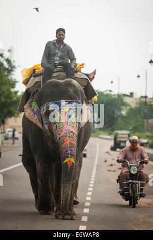 Jaipur, Indien. 31. August 2014. Ein Mann reitet auf einem Elefanten in einer Straße von Jaipur, Rajasthan Indien, 31. August 2014. Elefanten gelten als heilige Tiere in Indien, denn sie weithin als Transport-Werkzeuge seit der Antike verwendet wurden. Ganesh Chaturthi Festival feiert man in Indien als der Geburtstag der elefantenköpfige hinduistische Gott Ganesha, die weit von den Hindus als Gott der Weisheit, Wohlstand und Glück verehrt wird. Elefanten in Indien dienen heute hauptsächlich für touristische Attraktion. Bildnachweis: Xinhua/Alamy Live-Nachrichten Stockfoto