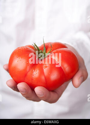 Hände halten Tomate Stockfoto