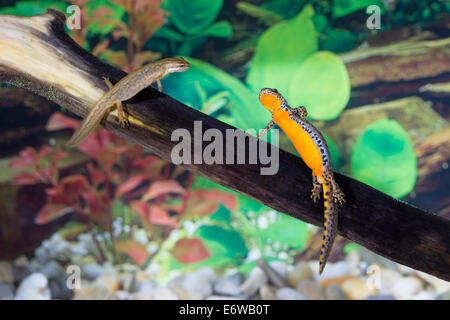 Ichthyosaura Alpestris Lissotriton Vulgaris Mesotriton AlpestrisTeichmolch Triturus Alpestris Vulgaris Bergmolch Teichmolch newt Stockfoto