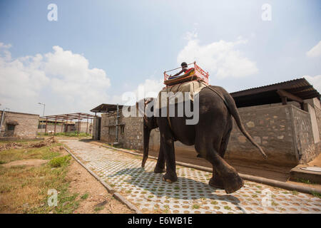 Jaipur, Indien. 31. August 2014. Ein Mann reitet einen Elefanten zurück ins Tierheim im Elephant Village in der Nähe von Jaipur, Rajasthan Indien, 31. August 2014. Elefanten gelten als heilige Tiere in Indien, denn sie weithin als Transport-Werkzeuge seit der Antike verwendet wurden. Ganesh Chaturthi Festival feiert man in Indien als der Geburtstag der elefantenköpfige hinduistische Gott Ganesha, die weit von den Hindus als Gott der Weisheit, Wohlstand und Glück verehrt wird. Elefanten in Indien dienen heute hauptsächlich für touristische Attraktion. Bildnachweis: Xinhua/Alamy Live-Nachrichten Stockfoto