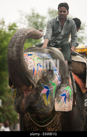 Jaipur, Indien. 31. August 2014. Menschen Elefantenritt ein in einer Straße von Jaipur, Rajasthan Indien, 31. August 2014. Elefanten gelten als heilige Tiere in Indien, denn sie weithin als Transport-Werkzeuge seit der Antike verwendet wurden. Ganesh Chaturthi Festival feiert man in Indien als der Geburtstag der elefantenköpfige hinduistische Gott Ganesha, die weit von den Hindus als Gott der Weisheit, Wohlstand und Glück verehrt wird. Elefanten in Indien dienen heute hauptsächlich für touristische Attraktion. Bildnachweis: Xinhua/Alamy Live-Nachrichten Stockfoto