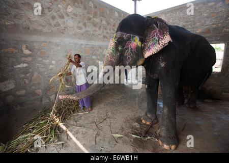 Jaipur, Indien. 31. August 2014. Ein Mann bereitet Essen für einen Elefanten im Elephant Village in der Nähe von Jaipur, Rajasthan Indien, 31. August 2014. Elefanten gelten als heilige Tiere in Indien, denn sie weithin als Transport-Werkzeuge seit der Antike verwendet wurden. Ganesh Chaturthi Festival feiert man in Indien als der Geburtstag der elefantenköpfige hinduistische Gott Ganesha, die weit von den Hindus als Gott der Weisheit, Wohlstand und Glück verehrt wird. Elefanten in Indien dienen heute hauptsächlich für touristische Attraktion. Bildnachweis: Xinhua/Alamy Live-Nachrichten Stockfoto