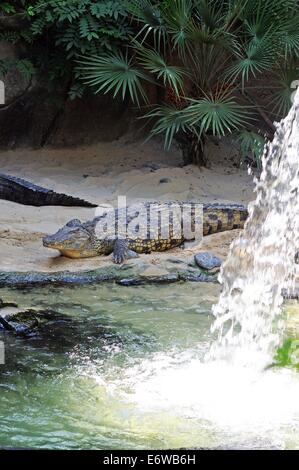 Krokodil (Nil) - Crocodylus Niloticus am Rand Wassers. Stockfoto