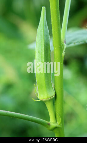 Grüne Okra oder Lady Finger im Werk Stockfoto