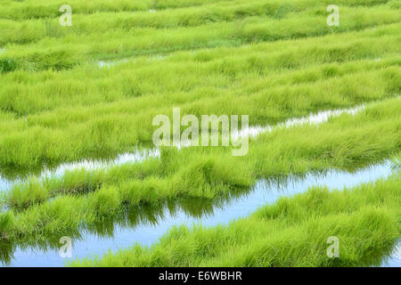 Grünen Rasen wächst auf einem Sumpf land Stockfoto