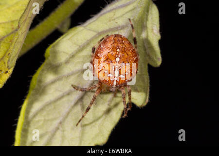 Araneus Diadematus europäischen Kreuzspinne Gartenkreuzspinne Stockfoto