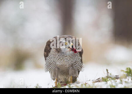Habicht Northern Goshawk Accipiter Gentilis weiblich Stockfoto