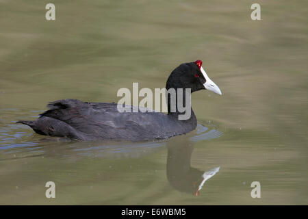 Crested Coot Fulica Cristata Kammblässhuhn Red-genoppten Coot blaesshuhn Stockfoto