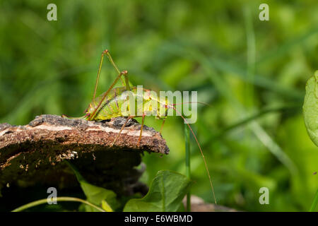 Barbitistes Serricauda Ensifera Heuschrecken Stockfoto