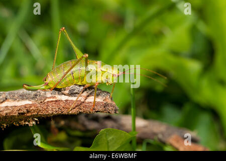 Barbitistes Serricauda Ensifera Heuschrecken Stockfoto