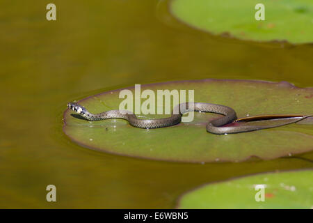 Ringelnatter Natrix Natrix Ringelnatter geringelten Schlange Stockfoto