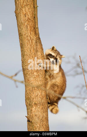 Nordamerikanischer Waschbär Procyon Lotor Waschbaer Stockfoto