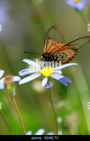 Ein Acraea Horta oder Garten Acraea Schmetterling auf einer Blüte. Das sind wohl die am weitesten verbreitete Schmetterlinge in der Kap-Halbinsel. Stockfoto