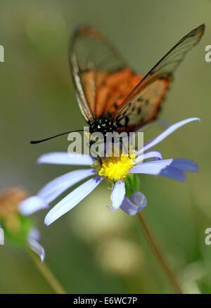 Ein Acraea Horta oder Garten Acraea Schmetterling auf einer Blüte. Das sind wohl die am weitesten verbreitete Schmetterlinge in der Kap-Halbinsel. Stockfoto