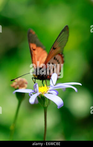 Ein Acraea Horta oder Garten Acraea Schmetterling auf einer Blüte. Das sind wohl die am weitesten verbreitete Schmetterlinge in der Kap-Halbinsel. Stockfoto