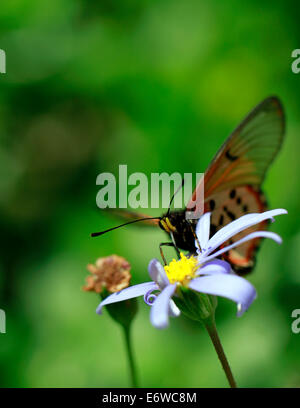 Ein Acraea Horta oder Garten Acraea Schmetterling auf einer Blüte. Das sind wohl die am weitesten verbreitete Schmetterlinge in der Kap-Halbinsel. Stockfoto