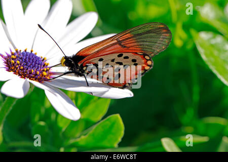 Ein Acraea Horta oder Garten Acraea Schmetterling auf einer Blüte. Das sind wohl die am weitesten verbreitete Schmetterlinge in der Kap-Halbinsel. Stockfoto