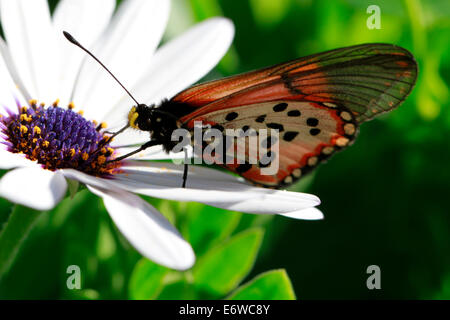 Ein Acraea Horta oder Garten Acraea Schmetterling auf einer Blüte. Das sind wohl die am weitesten verbreitete Schmetterlinge in der Kap-Halbinsel. Stockfoto