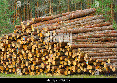 Kiefer Holz, bereit für den Transport vom Wald Stockfoto