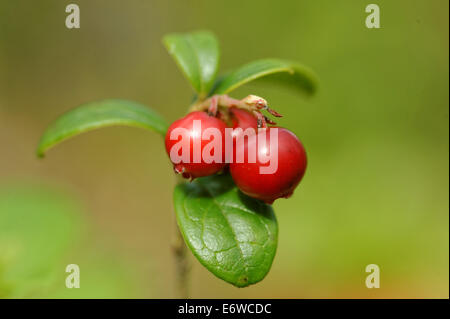 Foxberry - niedrige immergrüner Strauch, der hohe Norden gemäßigten Zonen Europas und Asiens und Amerikas mit essbaren Beeren. Stockfoto