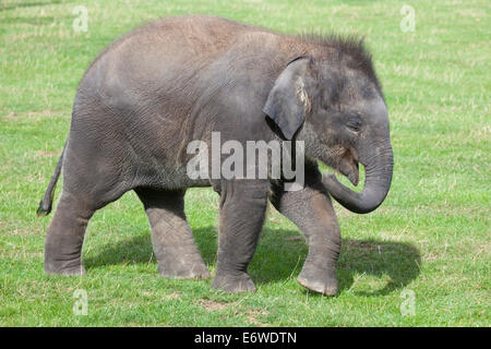 Ein einzelnes Asiatischer Elefant Kalb zu Fuß in die Sonne Stockfoto