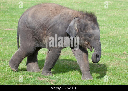 Ein einzelnes Asiatischer Elefant Kalb zu Fuß in die Sonne Stockfoto