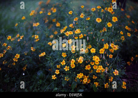 Bunten Calibrachoa Blumen im Garten Stockfoto