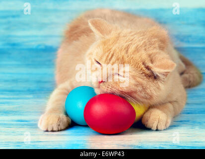 Kleine cremefarbene Katze schlafen auf farbigen Ostereier Stockfoto