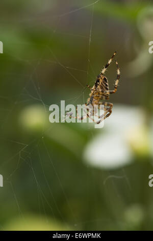 Gemeinsamen Kreuzspinne im Web mit Gefangenen Fliege gefangen in den Spinnen net Web Stockfoto