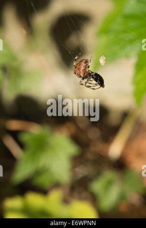 Gemeinsamen Kreuzspinne im Web mit Gefangenen Fliege gefangen in den Spinnen net Web Stockfoto