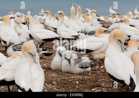 Brutkolonie von Australiasian Basstölpel Morus Serrator am Cape Kidnappers Gannet Reserve, Nordinsel, Neuseeland Stockfoto