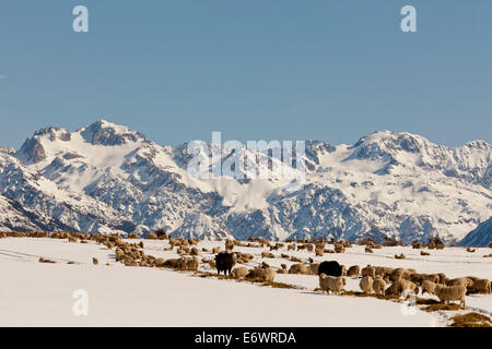 Tierfutter mit Winter am Arthurs Pass, Herde von Schafen und Rindern in Schnee, Südalpen, Südinsel, Neuseeland Stockfoto