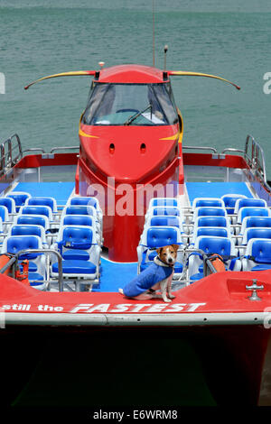 High Speed Katamaran, Mackattack, und Hund, Paihia, Bay of Islands, Nordinsel, Neuseeland Stockfoto