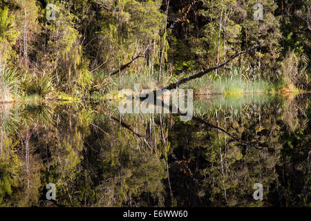 Tannin gefärbten Wasser, Oparara-Becken, Karamea, Kahurangi-Nationalpark, Südinsel, Neuseeland Stockfoto