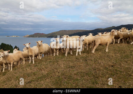 Schafe auf einem Hügel alle suchen in der Kamera, French Pass, Marlborough Sounds, Südinsel, Neuseeland Stockfoto